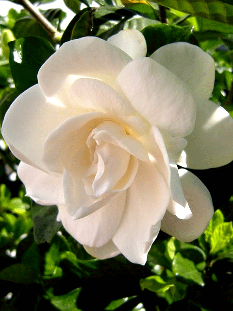 gardenia