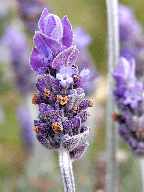 lavanda
